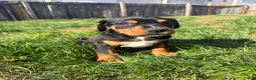 Mixed Breed dogs for sale: Snoopy - Ad 8