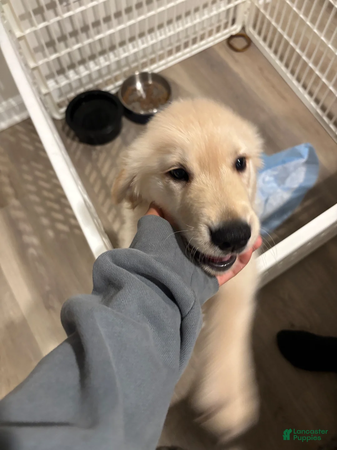 Golden Retriever dogs for sale: Golden Retriever 1 - Ad 2