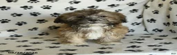Mixed Breed dogs for sale: Uriel - Ad 10