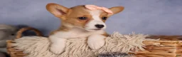 Welsh Corgi Pembroke dogs for sale: Carrie  - Ad 4