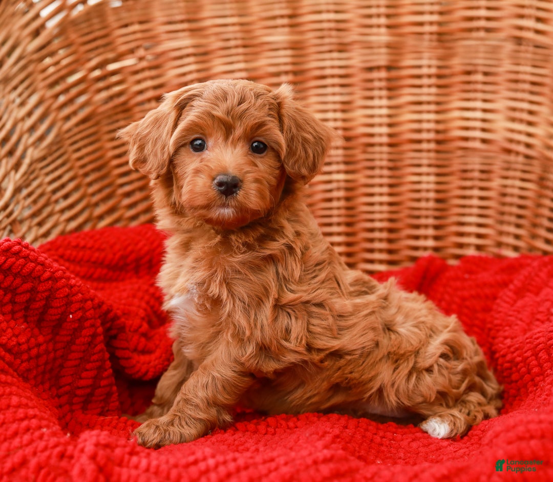 Havapoo dogs for sale: Bridgette - Ad 1