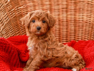 Havapoo dogs Bridgette - Ad 8