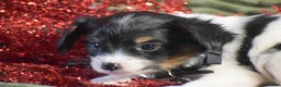 Papillon dogs for sale: Boston - Ad 3