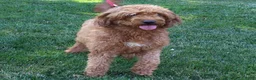 Mini Goldendoodle dogs for sale: Millie  - Ad 5