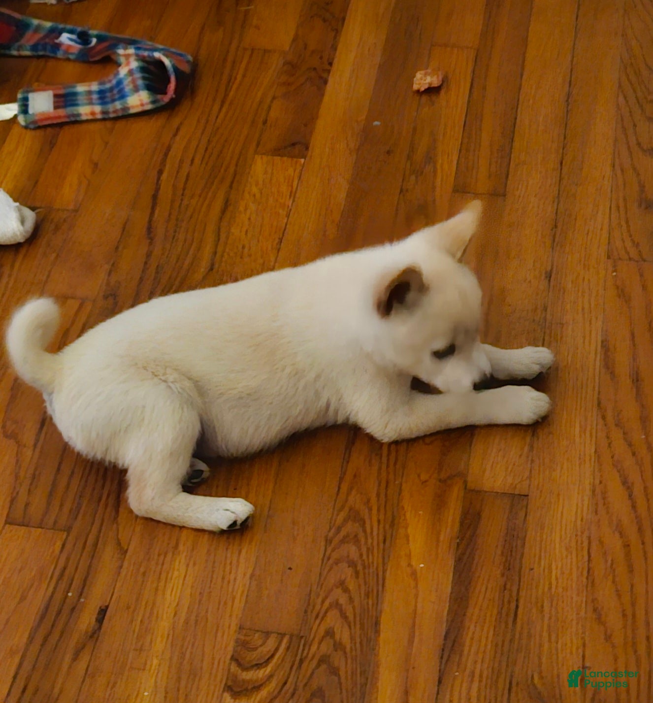 Shiba Inu dogs Shiba Inu Puppy 1 - Ad 1
