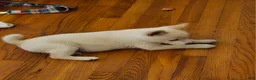 Shiba Inu dogs for sale: Shiba Inu Puppy 1 - Ad 1