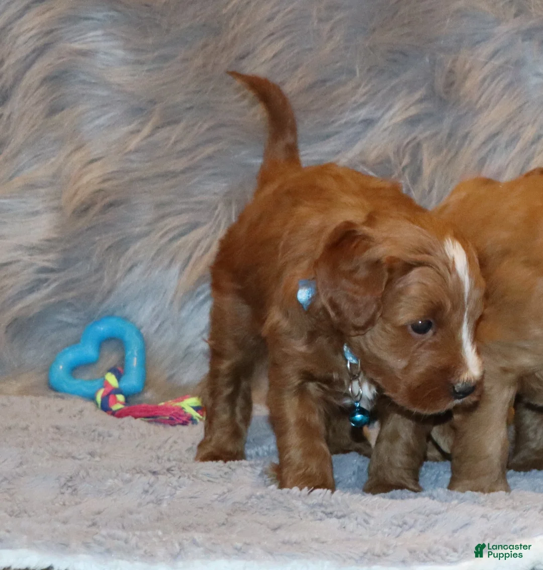 Mini Goldendoodle dogs for sale: Waylon 💙 Genetic Clear Parents - Ad 33