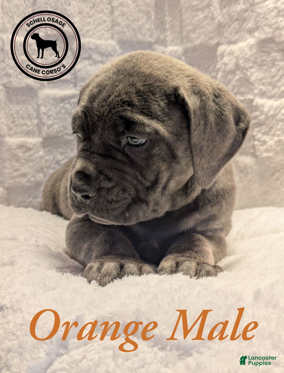 Cane Corso dogs for sale: Orange - Ad 5