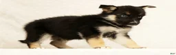 Gerberian Shepsky dogs for sale: Macey - Ad 4
