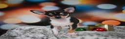 Chihuahua dogs for sale: Luca - Ad 13