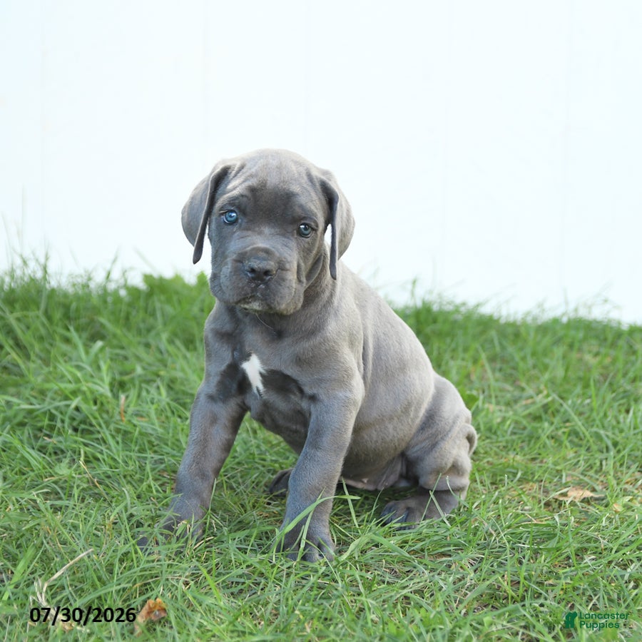 Cane Corso dogs River - Ad 1