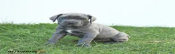 Cane Corso dogs for sale: River - Ad 11