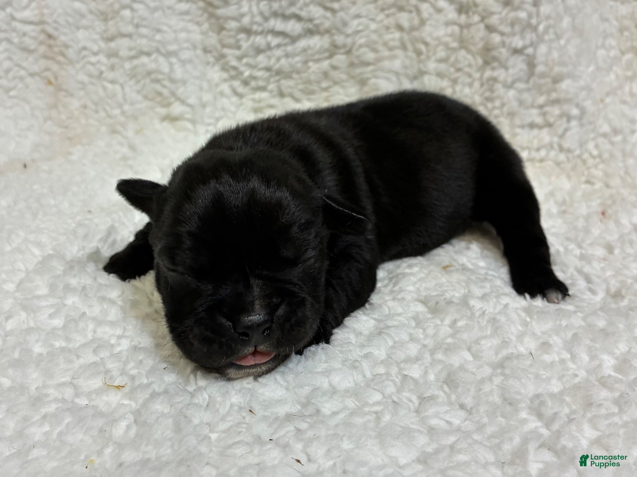 Olde English Bulldogge dogs Olde English Bulldogge 1 - Ad 2