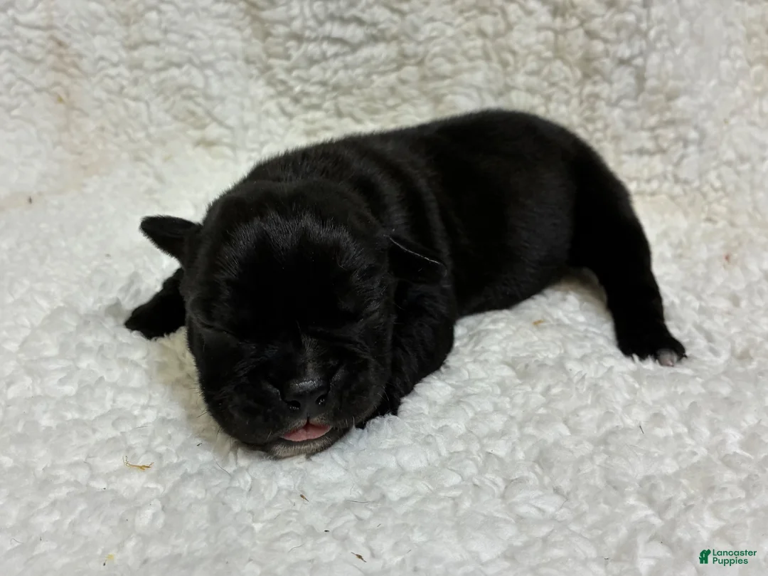Olde English Bulldogge dogs for sale: Olde English Bulldogge 1 - Ad 2
