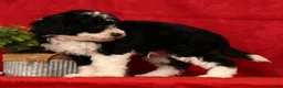 Mini Sheepadoodle dogs for sale: Tucker - Ad 6