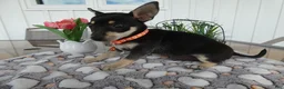 Chihuahua dogs for sale: Chihuahua 1 Cory - Ad 2