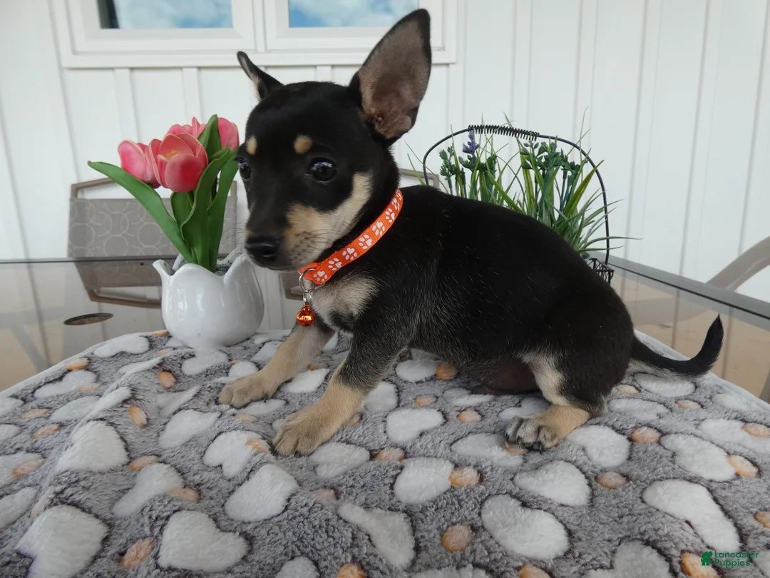 Chihuahua dogs for sale: Chihuahua 1 Cory - Ad 2