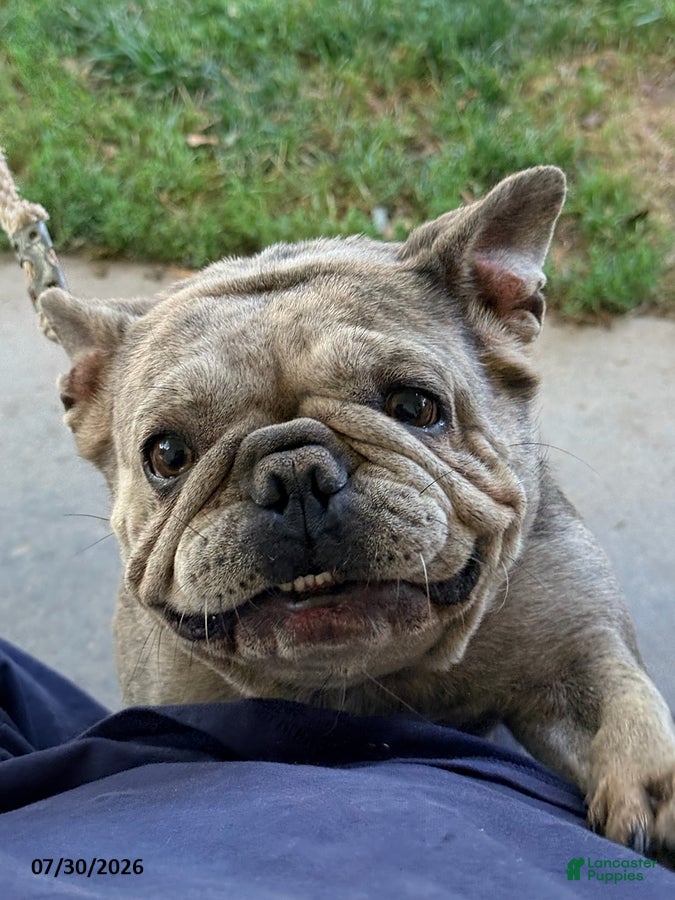French Bulldog dogs Paris - Ad 20