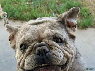 French Bulldog dogs Paris - Ad 20