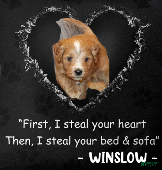 Mini Goldendoodle dogs Winslow 💙 Genetic Clear Parents - Ad 1