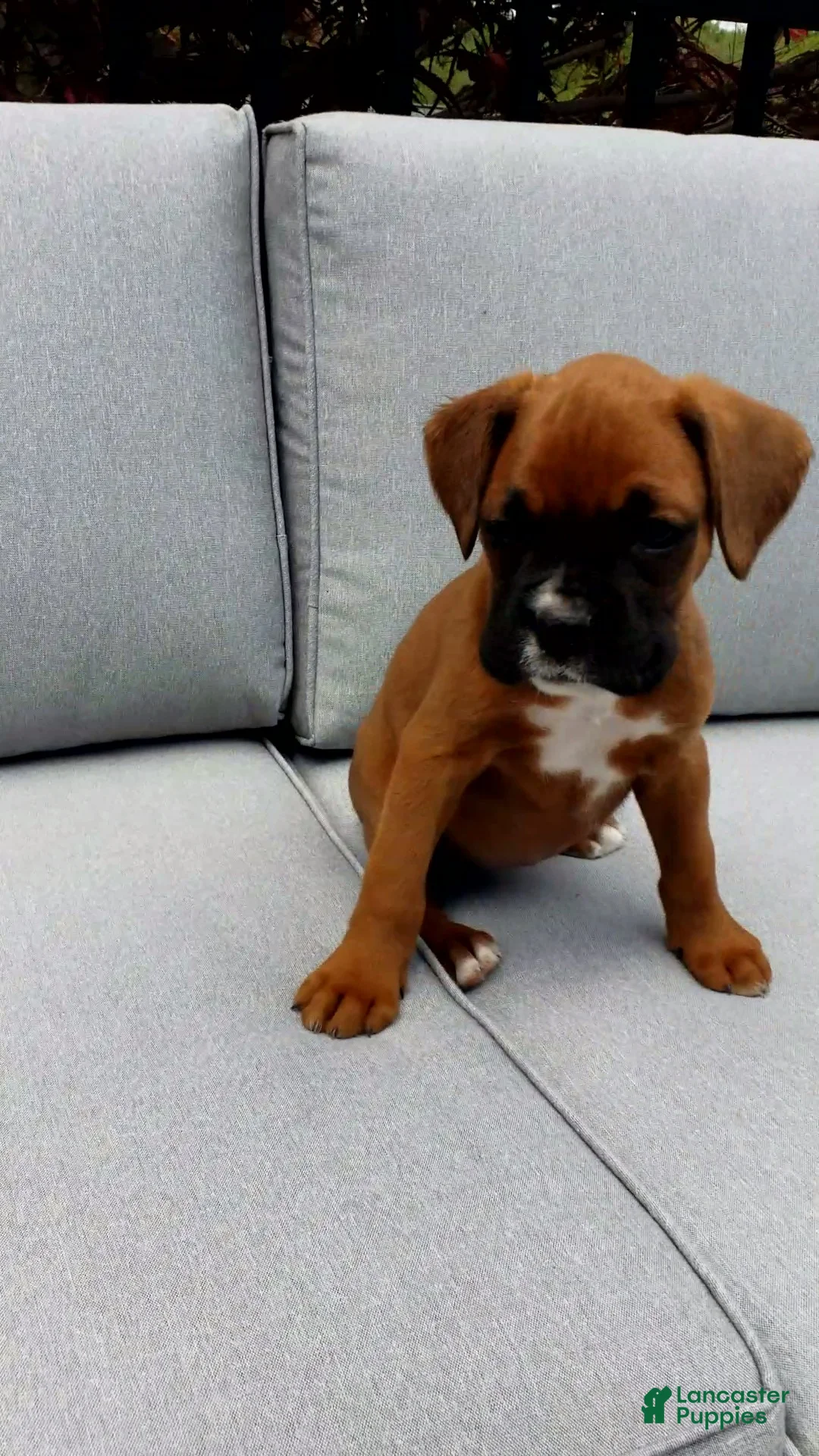 Boxer dogs for sale: Lola - Ad 2
