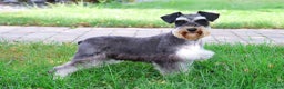 Miniature Schnauzer dogs for sale: Eduardo  - Ad 9