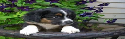 Miniature Australian Shepherd dogs for sale: Muffin - Ad 4
