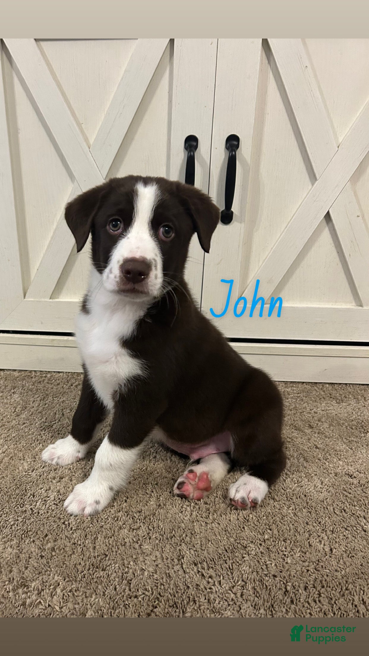 Mixed Breed dogs John - Ad 39
