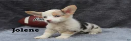 Welsh Corgi Pembroke dogs for sale: Jolene - Ad 3