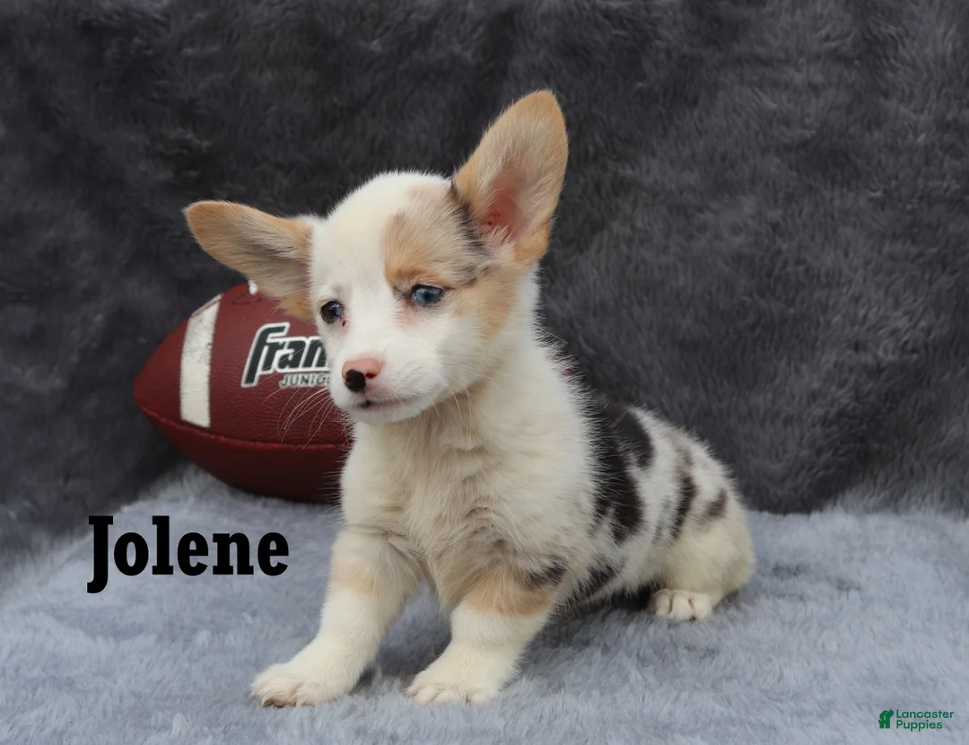 Welsh Corgi Pembroke dogs for sale: Jolene - Ad 3