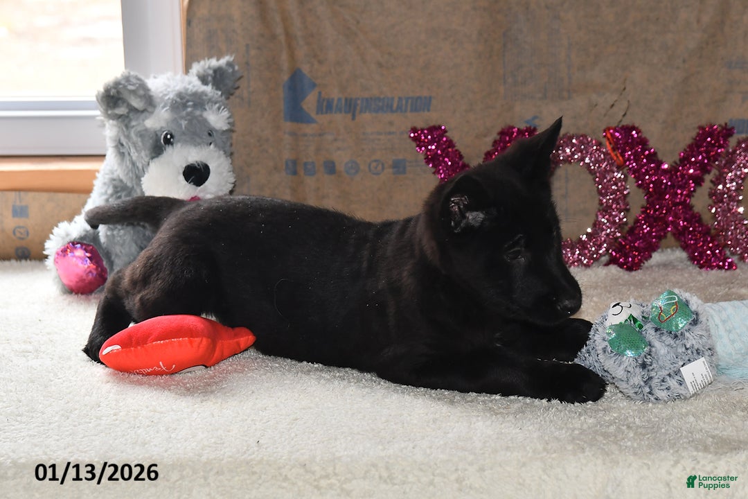 Belgian Malinois dogs for sale: Apollo - Ad 3