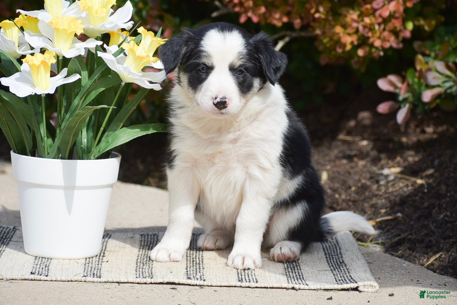 Border Collie dogs Dove - Ad 2