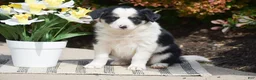 Border Collie dogs for sale: Dove - Ad 2