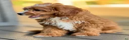 Cavapoo dogs for sale: Lulu - Ad 8