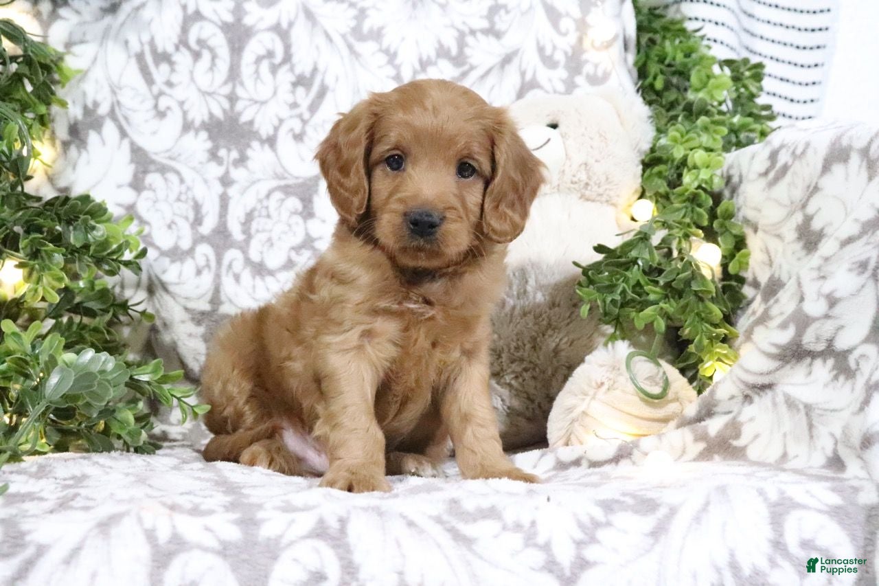 Mini Goldendoodle dogs Buster - Ad 37