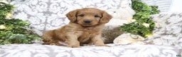 Mini Goldendoodle dogs for sale: Buster - Ad 1