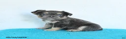 French Bulldog dogs for sale: Drake - Ad 3