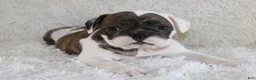 English Bulldog dogs for sale: Harry - Ad 10