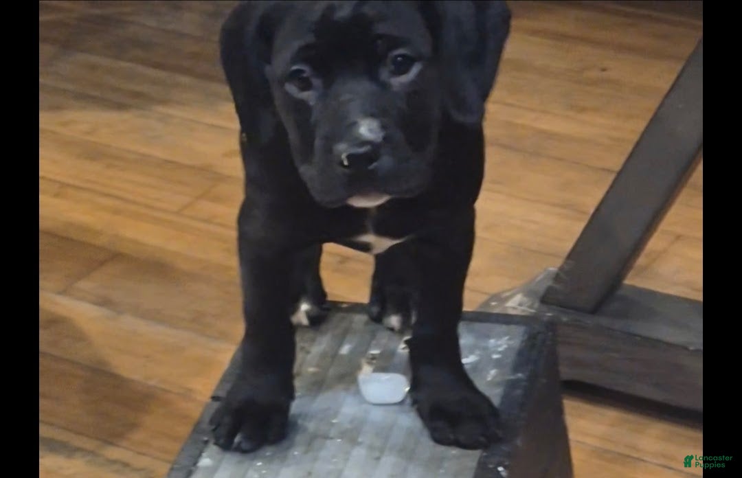 Mixed Breed dogs Lola - Ad 1