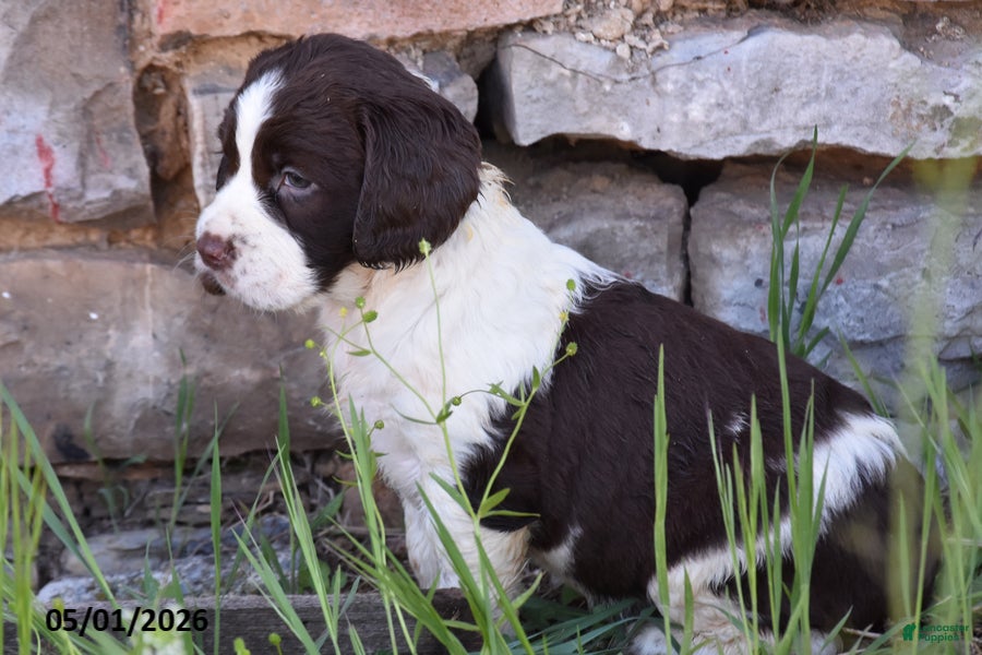 English Springer Spaniel dogs Stella - Ad 2