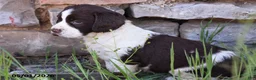 English Springer Spaniel dogs for sale: Stella - Ad 2