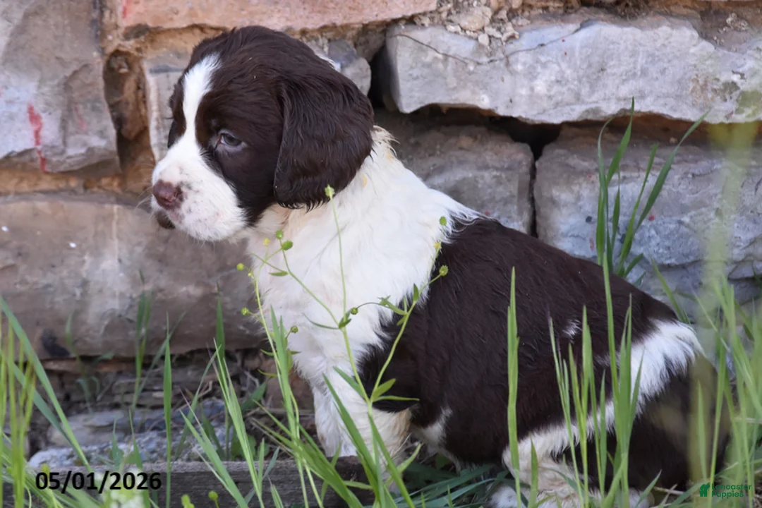 English Springer Spaniel dogs for sale: Stella - Ad 2