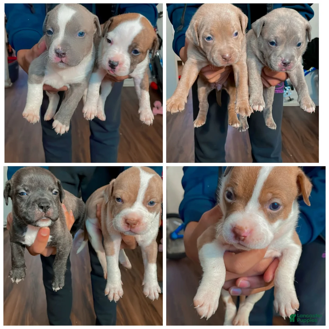 Gallery Image {{count}}