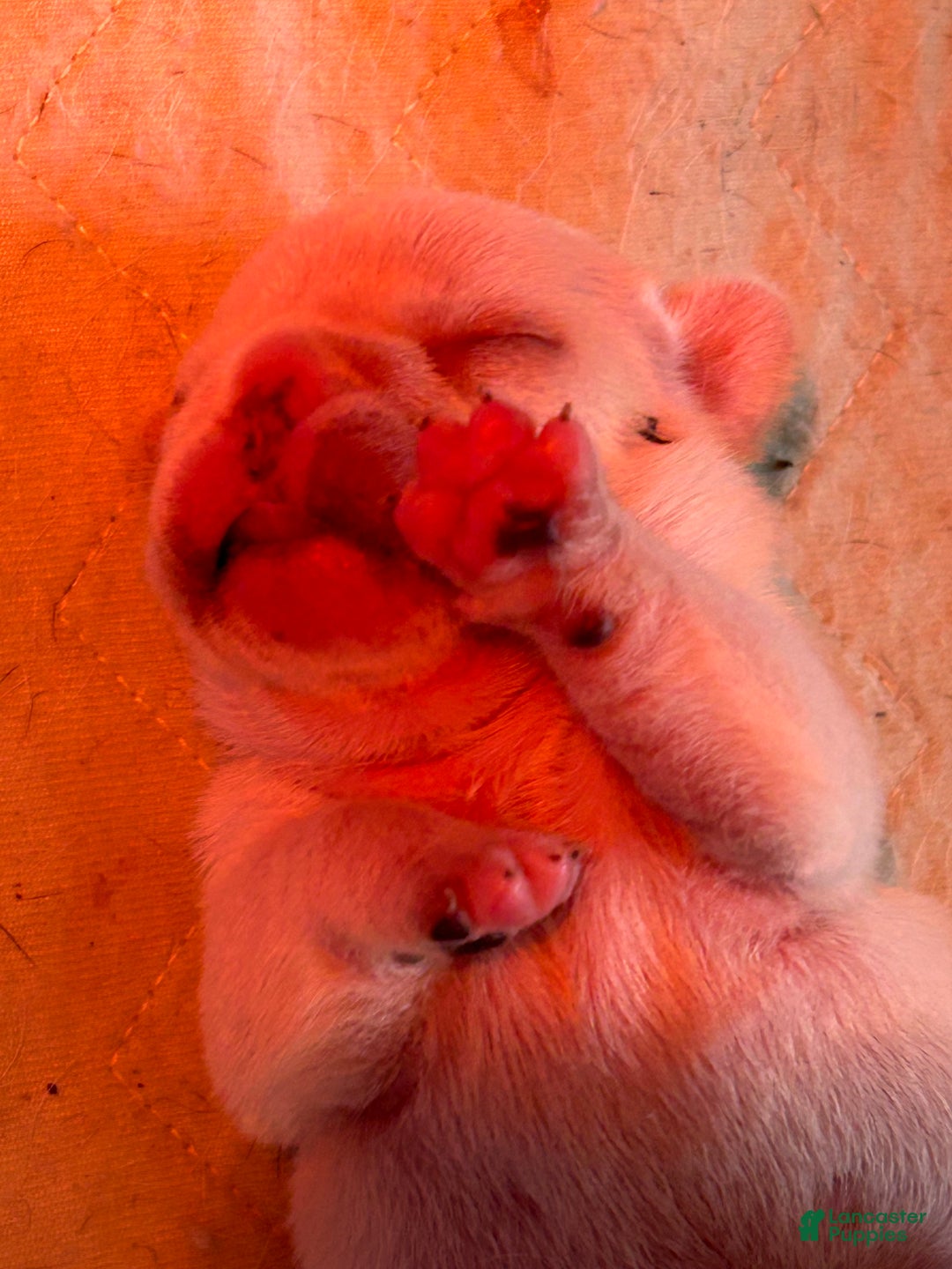 French Bulldog dogs for sale: Mon Cherie - Ad 2