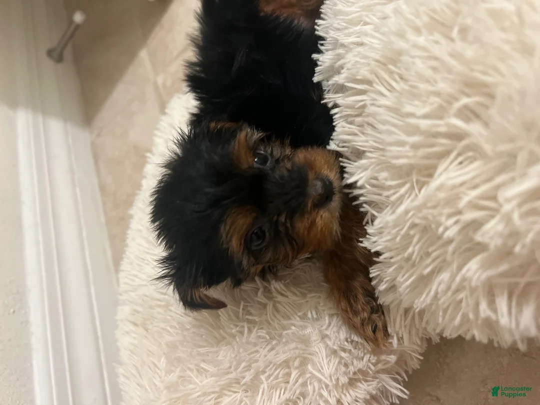Yorkshire Terrier dogs for sale: Yorkshire Terrier Puppy 3 - Ad 3