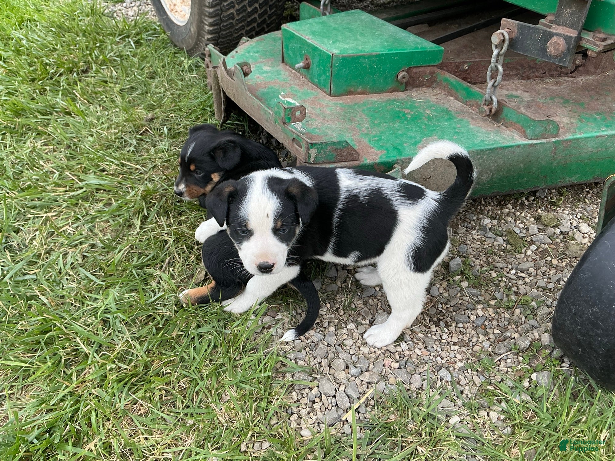 Other breed dogs Border Collie Puppy 2 - Ad 2