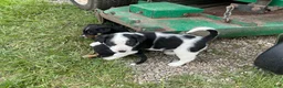 Other breed dogs for sale: Border Collie Puppy 2 - Ad 1