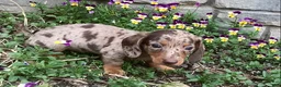 Miniature Dachshund dogs for sale: Popcorn  - Ad 5