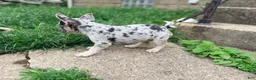 French Bulldog dogs for sale: Nico Poco - Ad 3