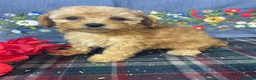 Toy Poodle dogs for sale: Muffin - Ad 3